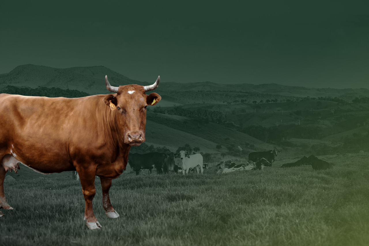 Syarat Hewan Qurban untuk Ibadah yang Sah 1 Syarat hewan qurban