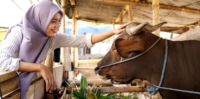 Hukum Berkurban dengan Hewan Cacat 1 Berkurban dengan hewan yang cacat hukumnya