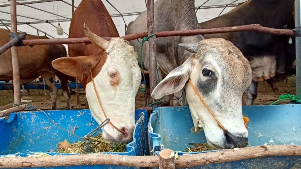 Qurban Sapi untuk Berapa Orang Panduan Lengkap 5 Qurban sapi untuk berapa orang