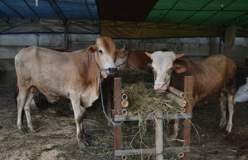 Berkurban Sapi untuk Berapa Orang Panduan Lengkap 1 Berkurban sapi untuk berapa orang