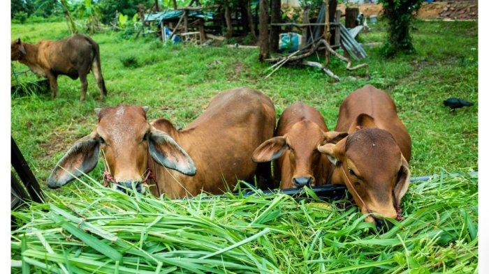 Berkurban Sapi untuk Berapa Orang Panduan Lengkap 2 Berkurban sapi untuk berapa orang