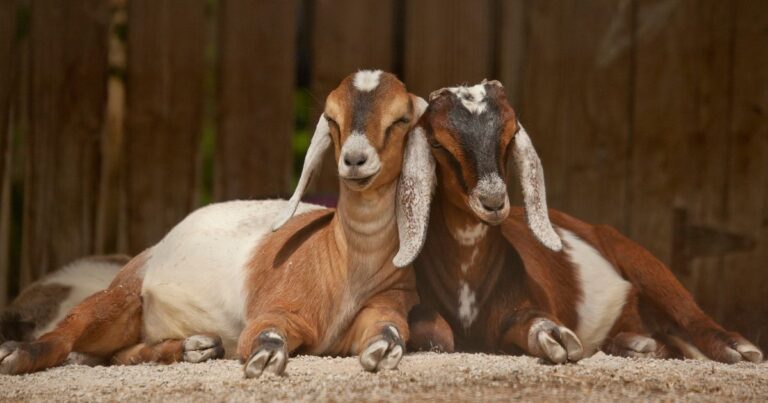 Memahami Perbedaan Qurban dan Aqiqah 19 Perbedaan qurban dan aqiqah