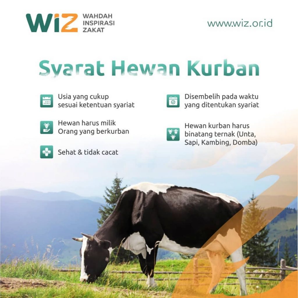 Syarat Hewan Qurban untuk Ibadah yang Sah 28 Syarat hewan qurban