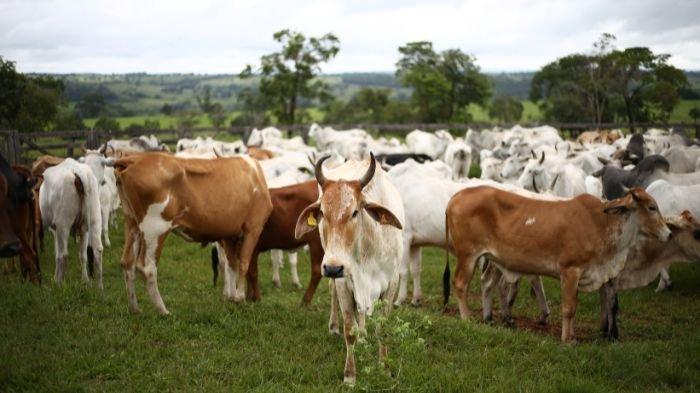 Berkurban Sapi untuk Berapa Orang Panduan Lengkap 3 Berkurban sapi untuk berapa orang