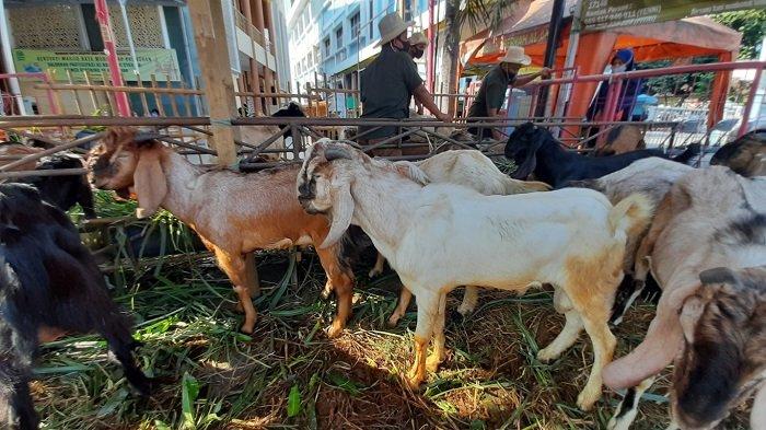 Hukum Berkurban dengan Hewan Cacat 2 Berkurban dengan hewan yang cacat hukumnya
