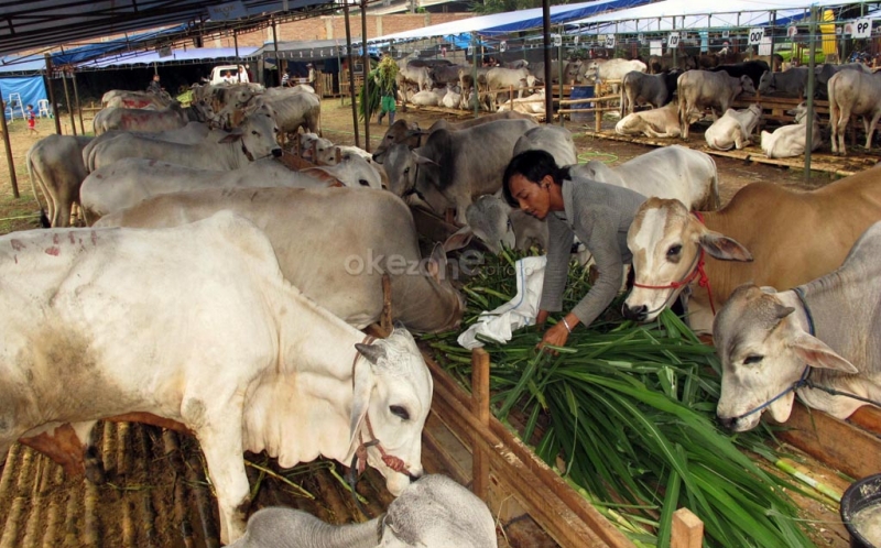 Memahami Qurban Ibadah dan Dampak Sosial-Ekonomi 3 Apa yang dimaksud dengan qurban